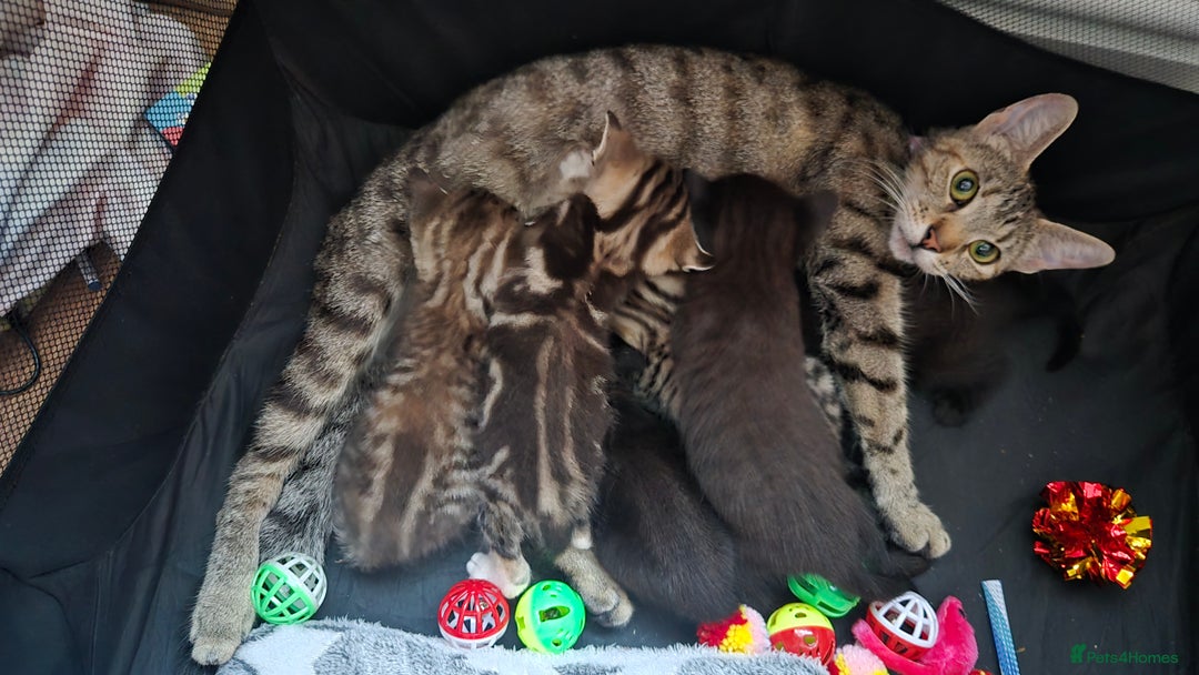 British Shorthair cats for sale: 6 beautiful mixed kittens - Image 7