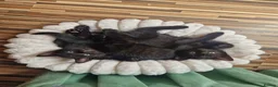 Mixed Breed cats for sale: Stroudies Ruby, Ivy, Dilly, Dave n Norman need ya - Advert 8