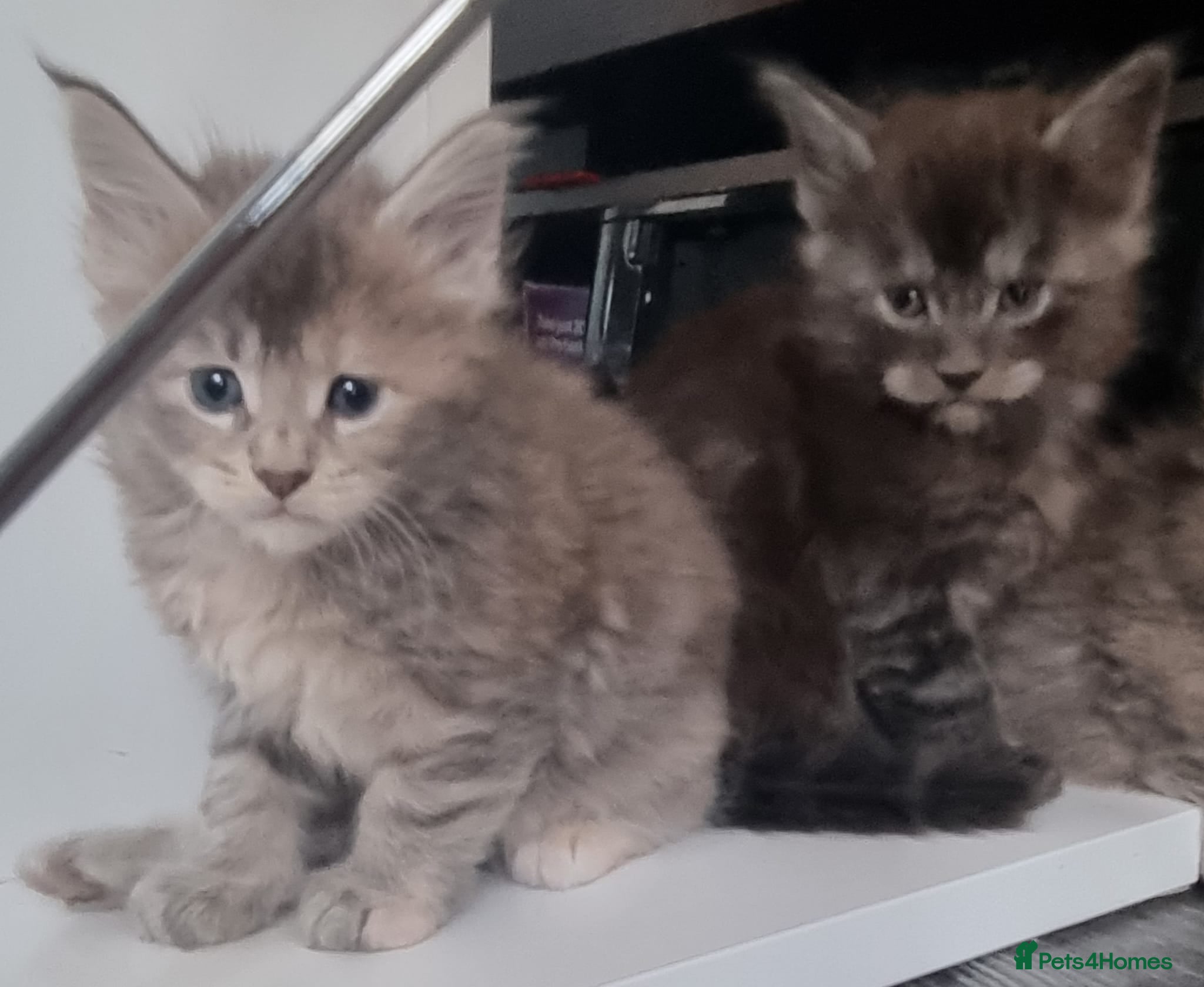 Maine Coon cats GCCF Regestered Maine Coon Kittens - Advert 3