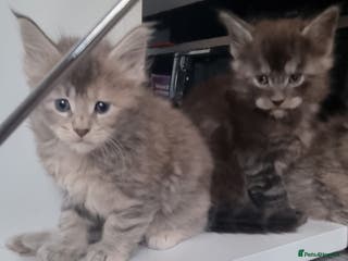 Maine Coon cats GCCF Regestered Maine Coon Kittens - Advert 5