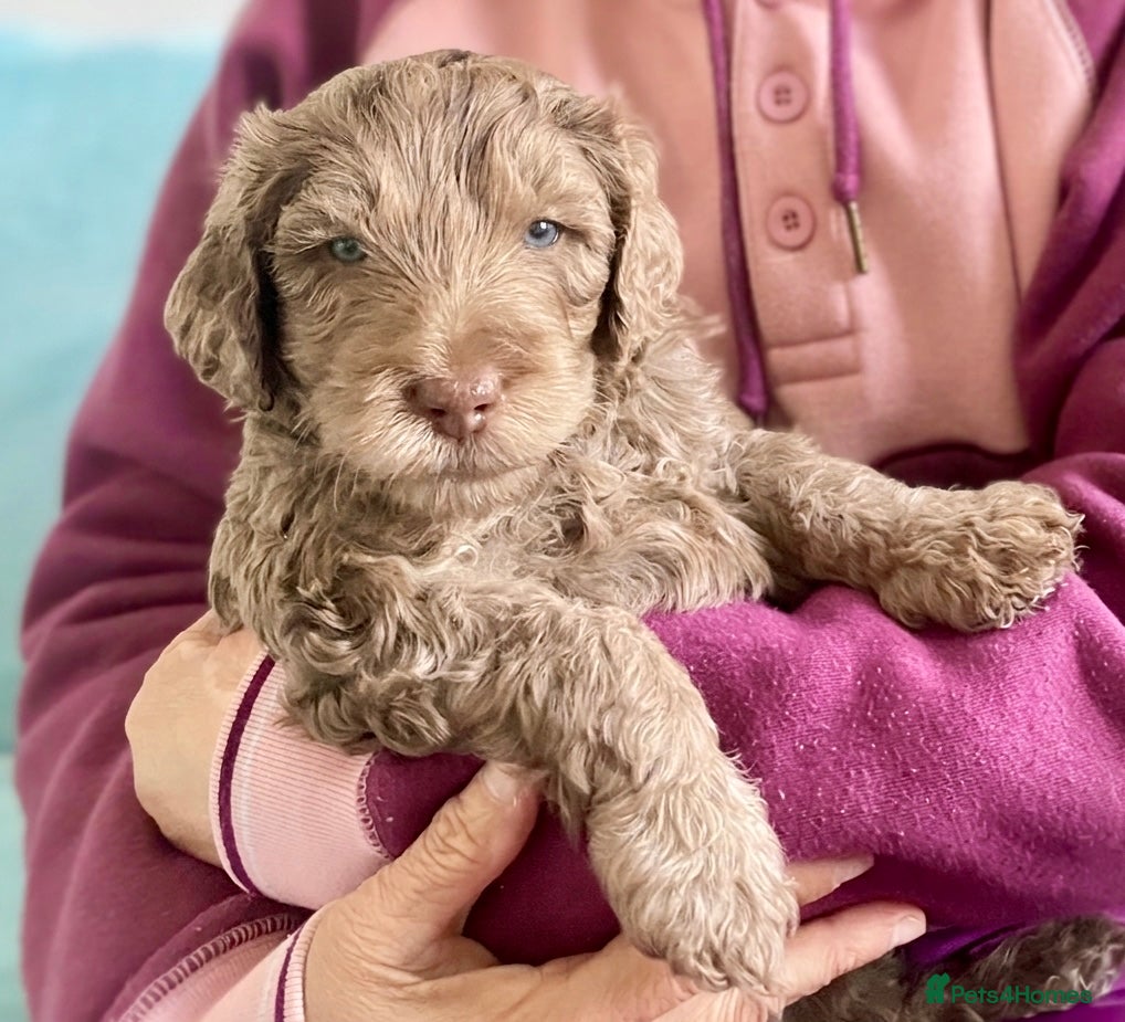 Double Doodle dogs Ultimate Double Doodles  - Advert 1