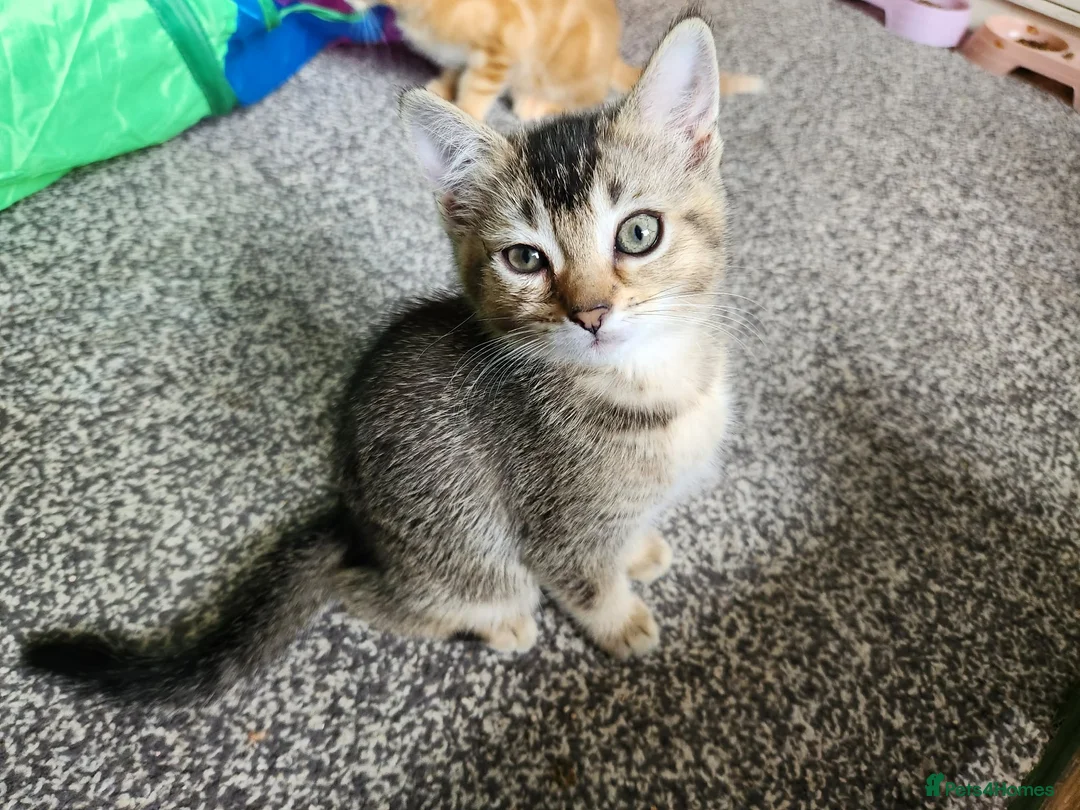 Domestic Shorthair cats for sale: 2 twin Kittens - Advert 2