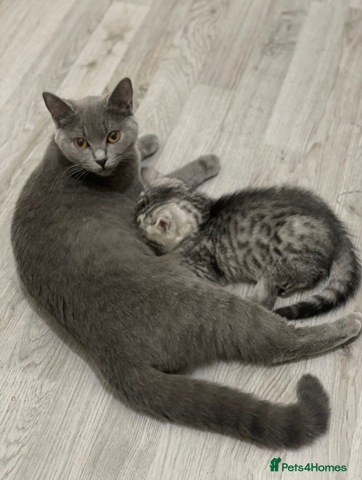 Mixed Breed cats Kitten For Sale - Advert 4
