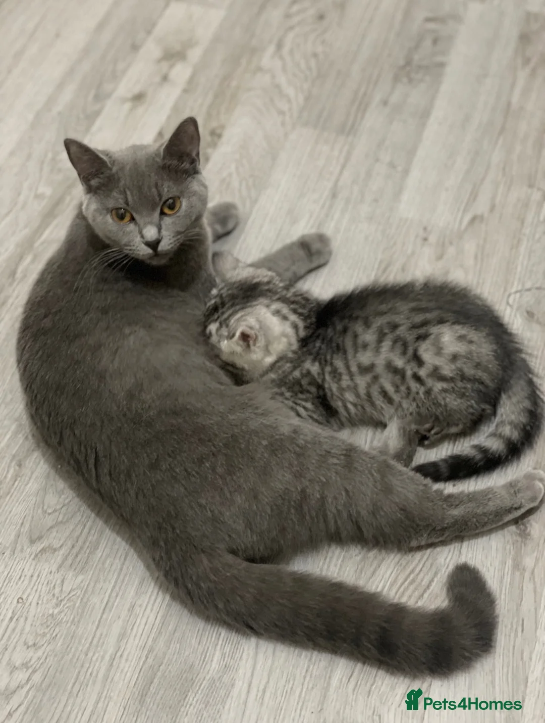 Mixed Breed cats for sale: Kitten For Sale - Advert 1