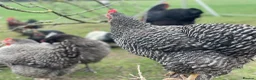 Chickens poultry for sale: Stolen Flock PLEASE HELP RARE BANTAMS  - Advert 5