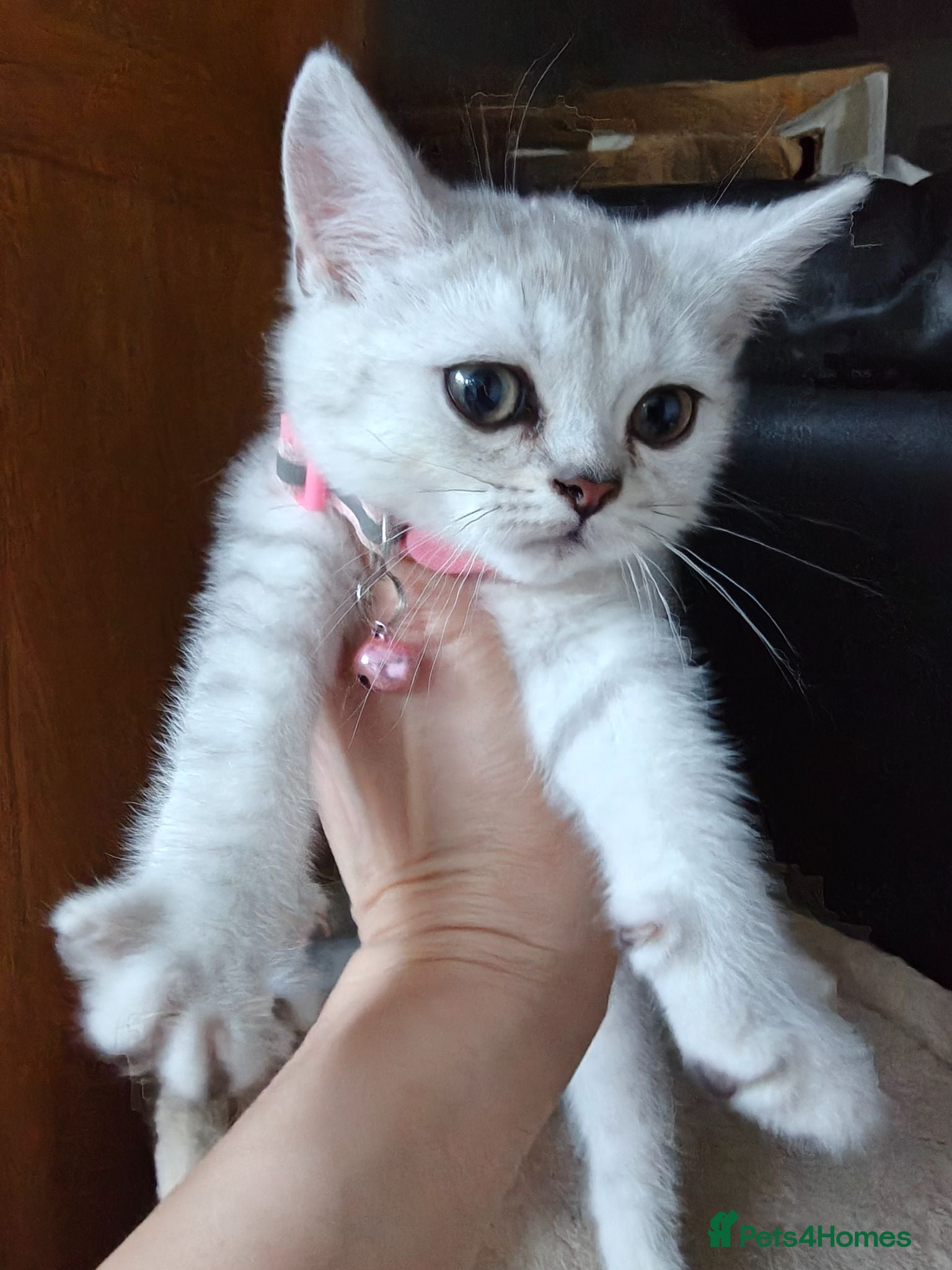 Scottish Fold cats Scottish straight kittens available. - Advert 1