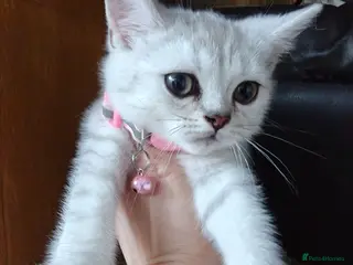 Scottish Fold cats Scottish straight kittens available. - Advert 3