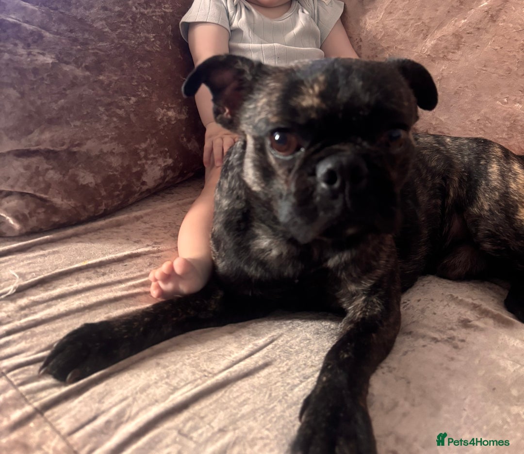 Pug dogs for sale: 1 year old male pug  - Advert 2