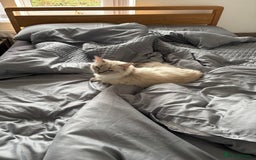 Ragdoll cats for sale: Bella looking for a new home - Image 2