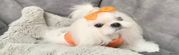 Maltese dogs for sale: ✨💫🌟Bambelina Maltese✨💫🌟Korean Maltese Puppies  - Advert 9