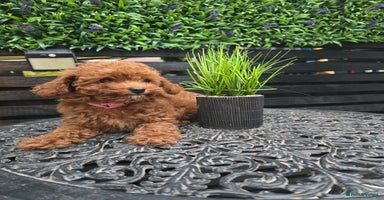 Toy Poodle dogs - Advert 2