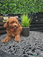 Toy Poodle dogs - Advert 2