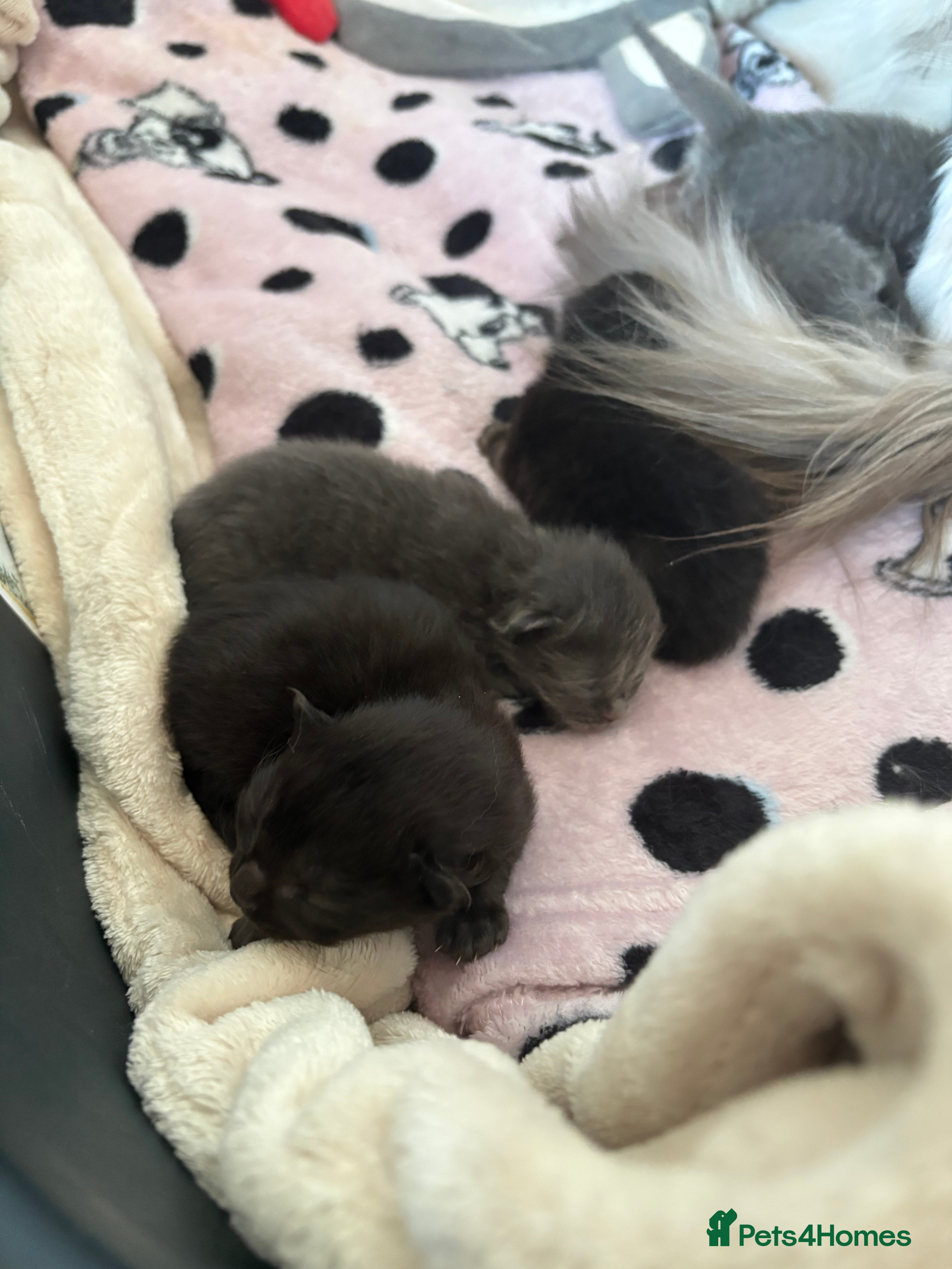 Ragdoll cats Ragdoll kittens - Advert 1