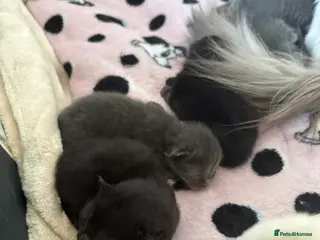 Ragdoll cats Ragdoll kittens - Advert 2