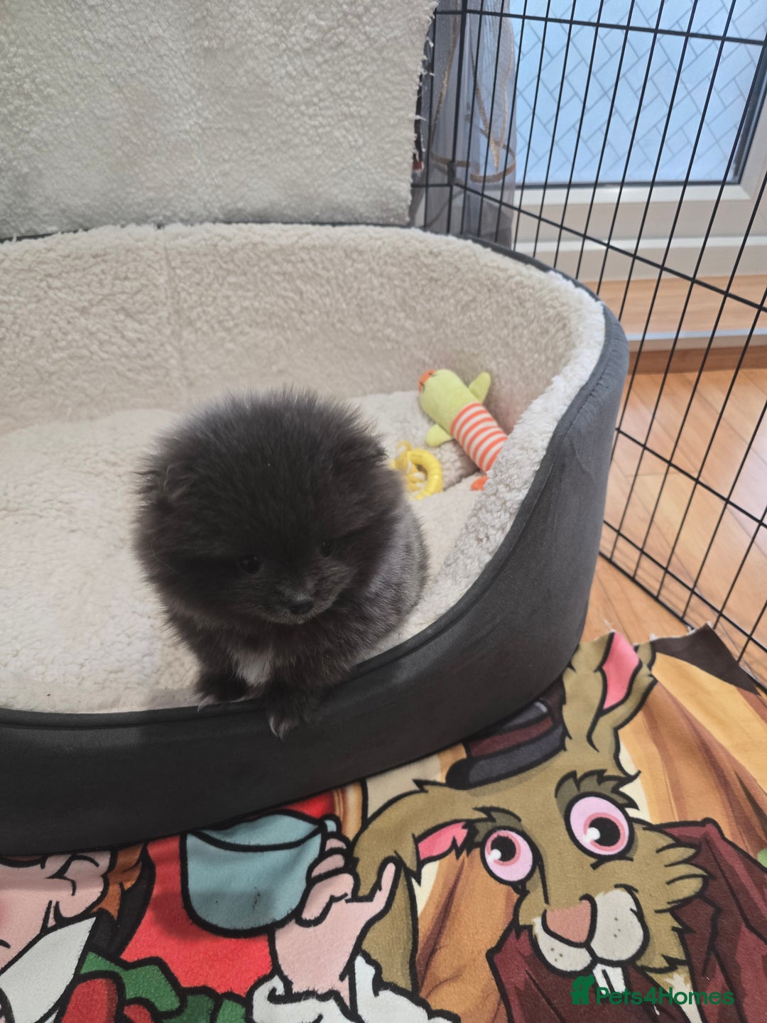 Pomeranian dogs for sale: Pomeranian puppy - Advert 4