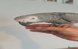 Parrots birds for sale: African grey - Image 2