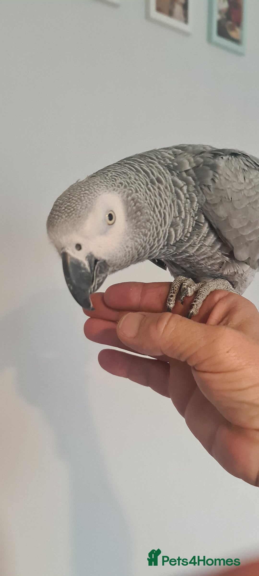 Parrots birds for sale: African grey - Image 2