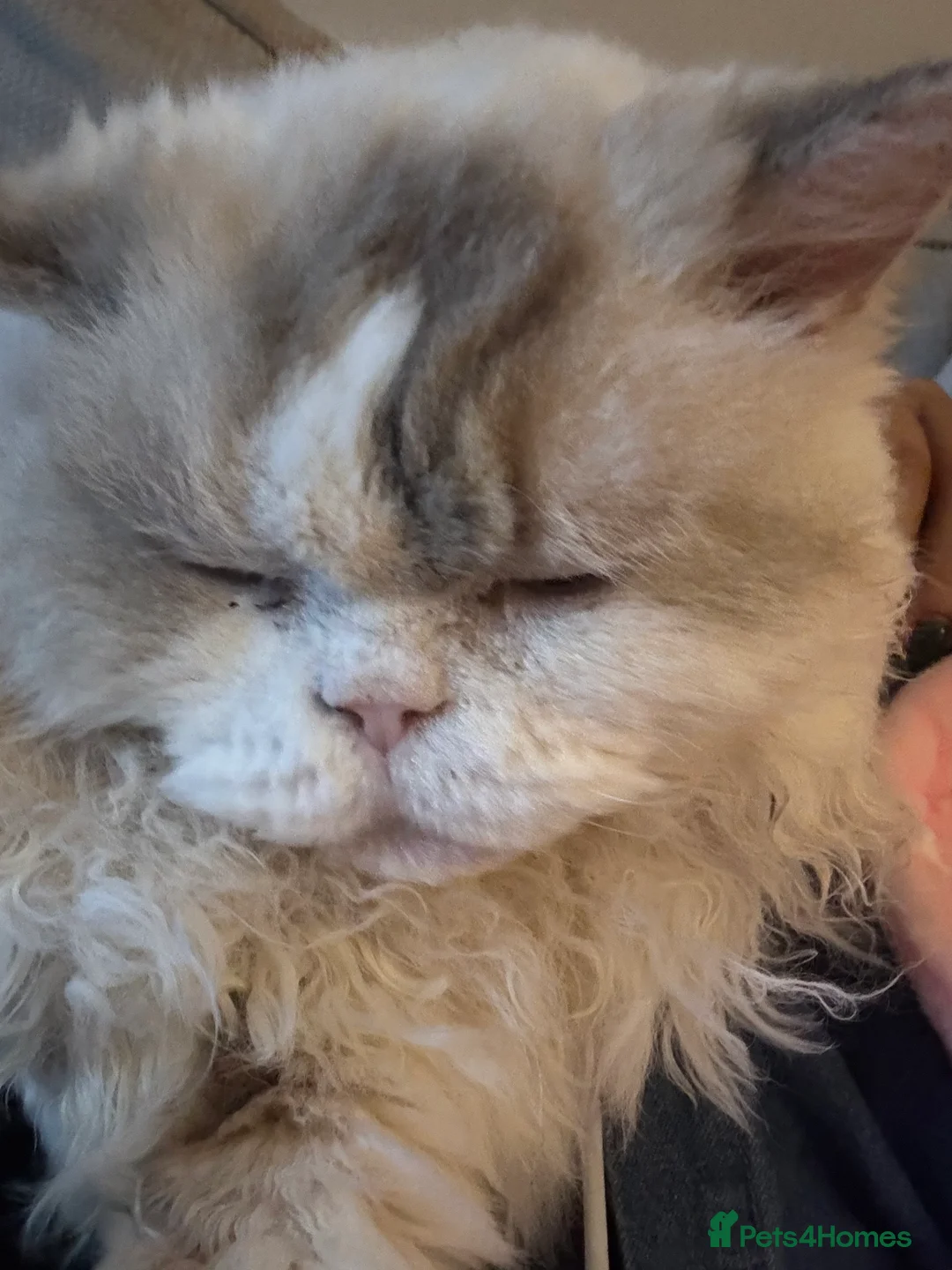 Selkirk Rex cats for sale: selkirk rex X persian  - Advert 5
