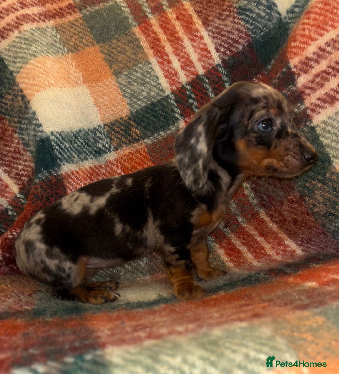 Miniature Dachshund dogs for sale: 🐶 beautiful tiny Dachshund puppies🐶 - Advert 4
