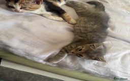 Mixed Breed cats for sale: Two kittens looking for forever home - Image 7