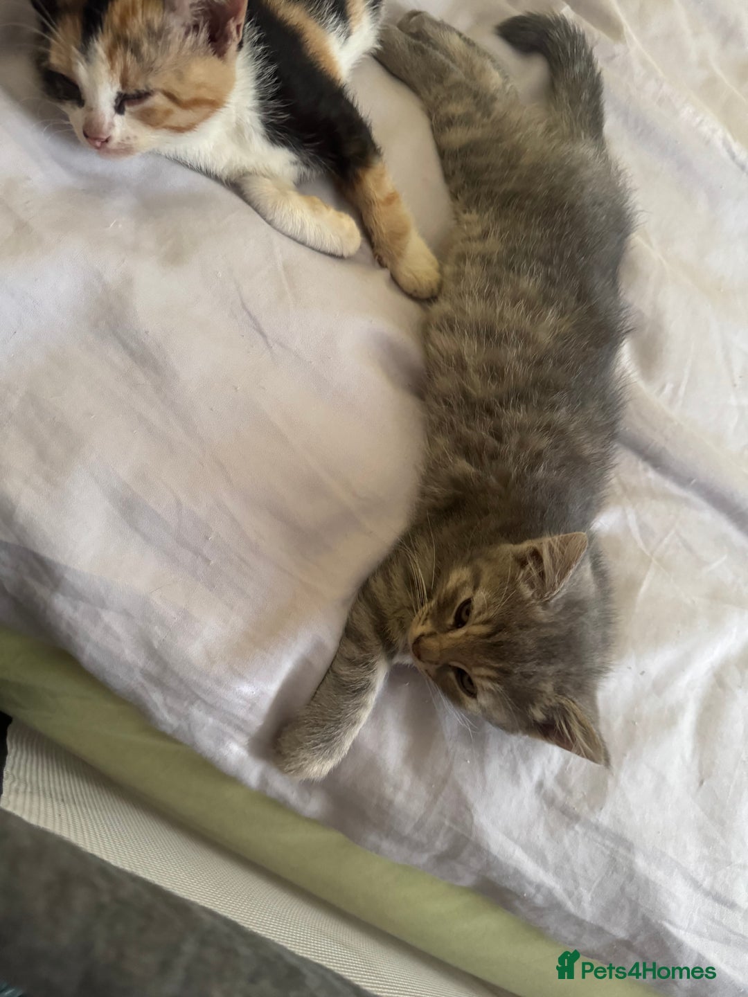 Mixed Breed cats for sale: Two kittens looking for forever home - Image 7
