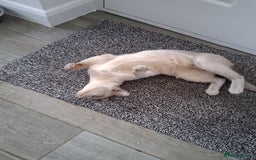 Burmese cats for sale: Registered burmese kittens available.  - Image 18