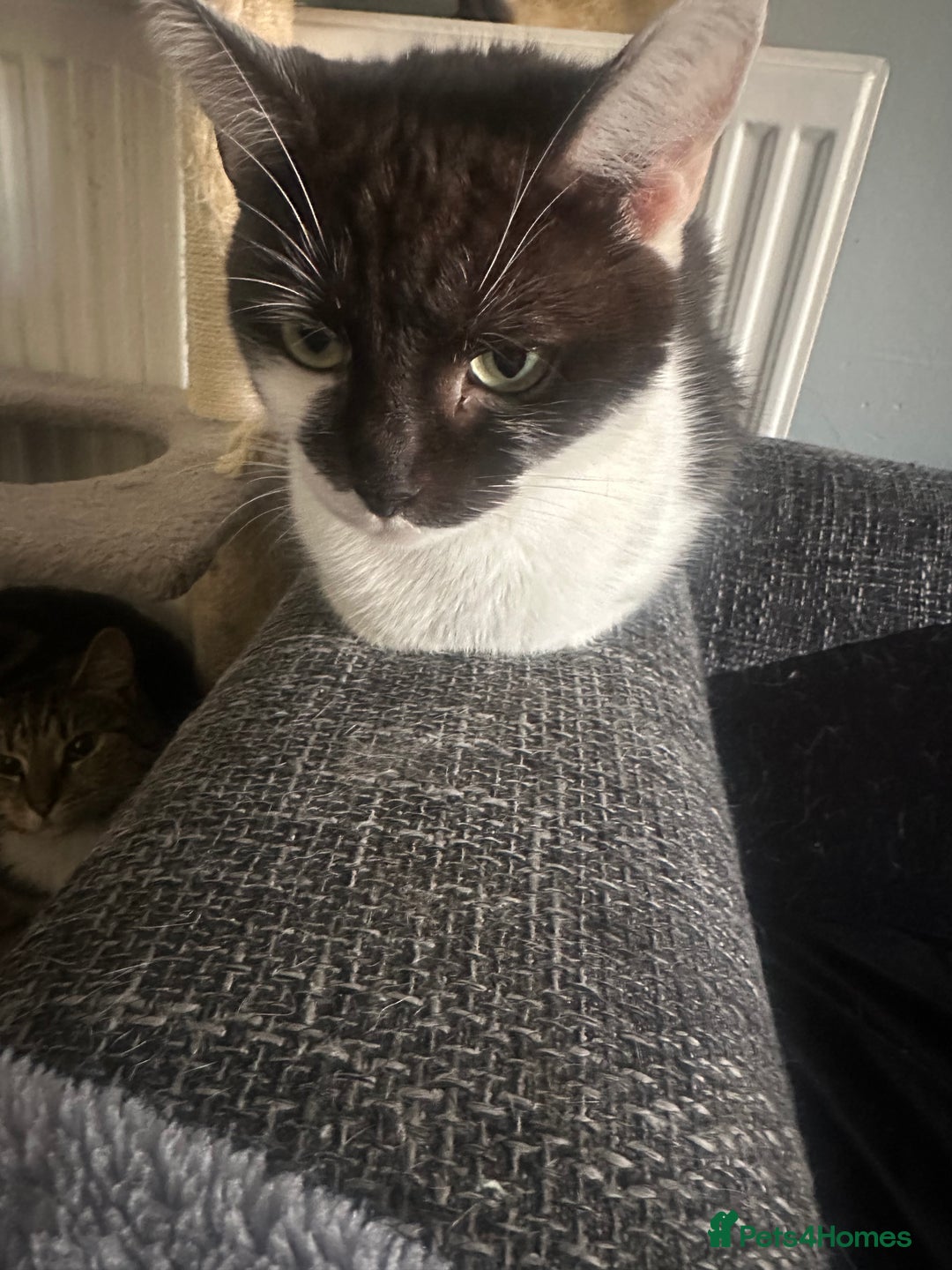 Domestic Shorthair cats for sale: Cat rehome - Advert 1