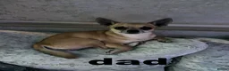 Chiweenie dogs for sale: DACSHUND CROSS CHIHUAHUA PUPPYS  - Advert 3