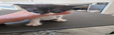 Domestic Shorthair Kitten 4