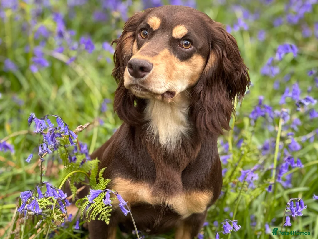 Cocker Spaniel dogs for stud: OFTAW Yogi Bear,a stunning stud dog,HEALTH TESTED  - Advert 1