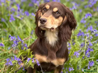 Cocker Spaniel dogs OFTAW Yogi Bear,a stunning stud dog,HEALTH TESTED - Advert 21