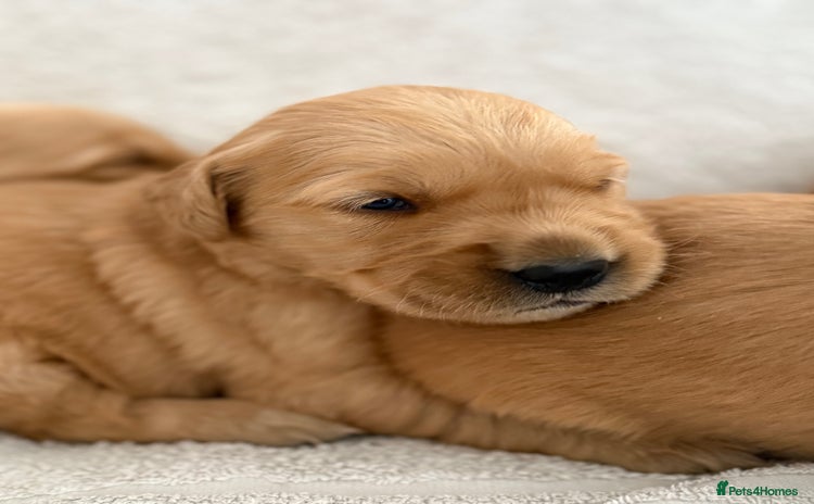 Golden Retriever dogs - Advert 2