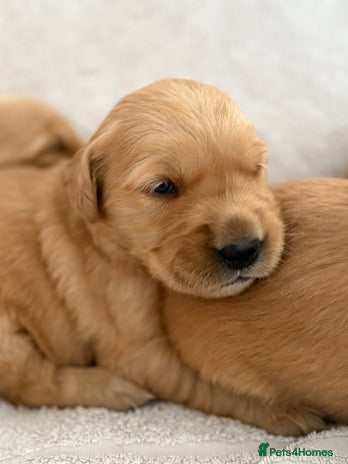 Golden Retriever dogs - Advert 2