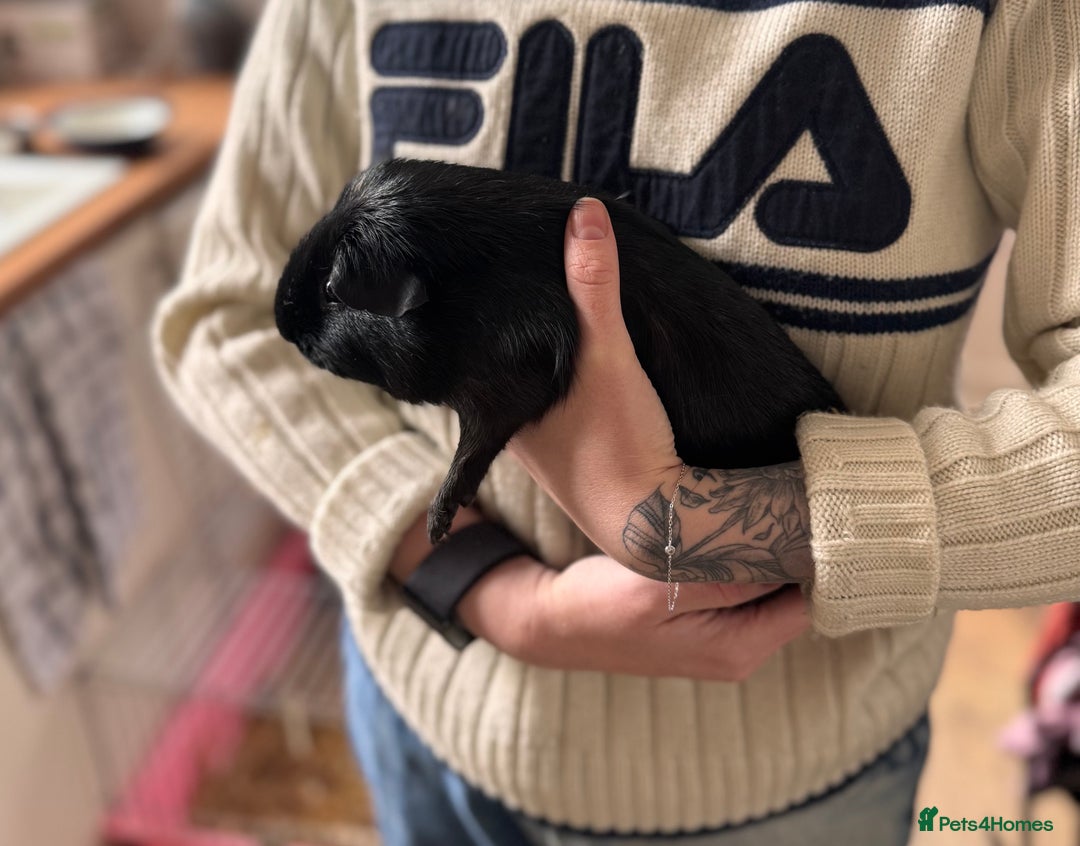 Guinea Pig rodents for sale: Bear & Shadow Guinea Pig Brothers - Image 4