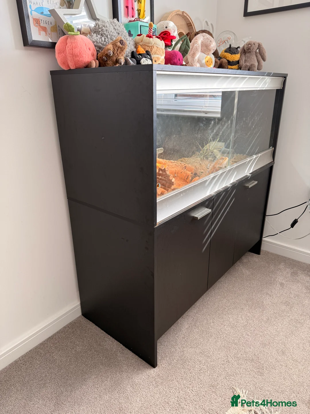 Bearded Dragon reptiles for sale: Lenny the bearded dragon and vivarium - Advert 2