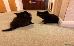 Ragdoll cats for sale: Longhair ragdoll kittens  - Advert 10