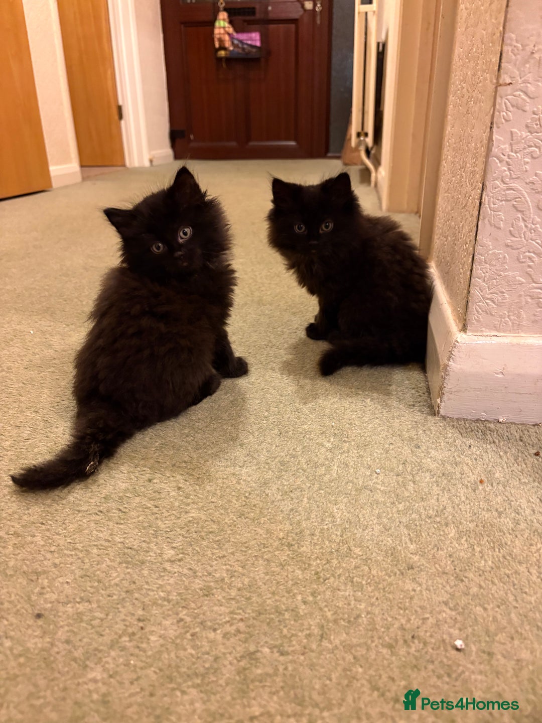 Ragdoll cats for sale: Longhair ragdoll kittens  - Advert 10