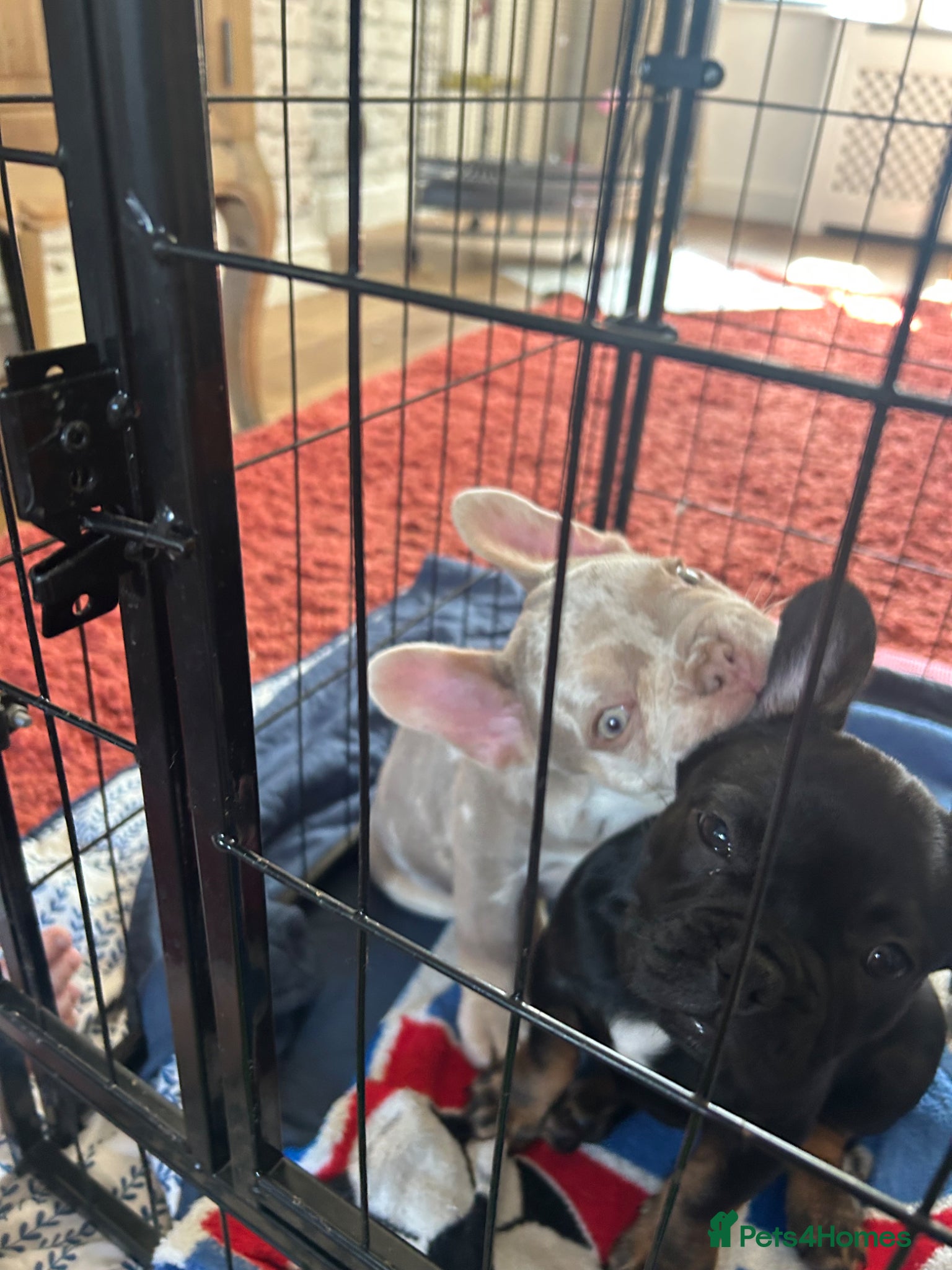 French Bulldog dogs LAST ONE LEFT £650 fluffy carrier French bulldogs - Advert 18