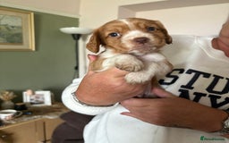 Cocker Spaniel dogs for sale: Kc registered Cocker Spaniel  - Image 2