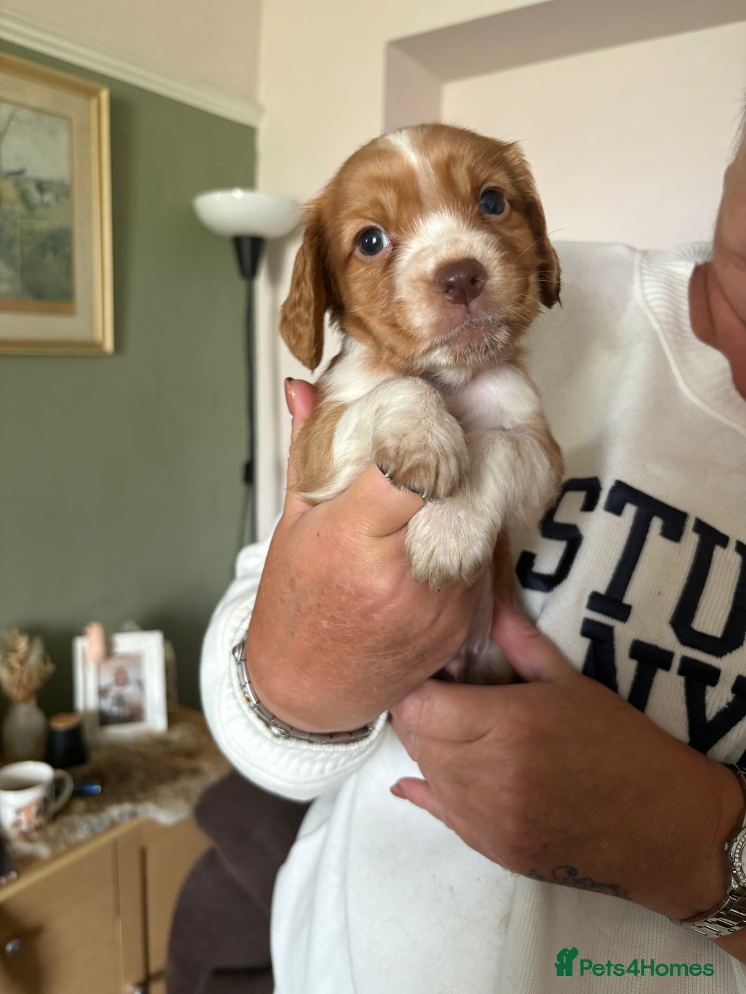 Cocker Spaniel dogs for sale: Kc registered Cocker Spaniel  - Image 2
