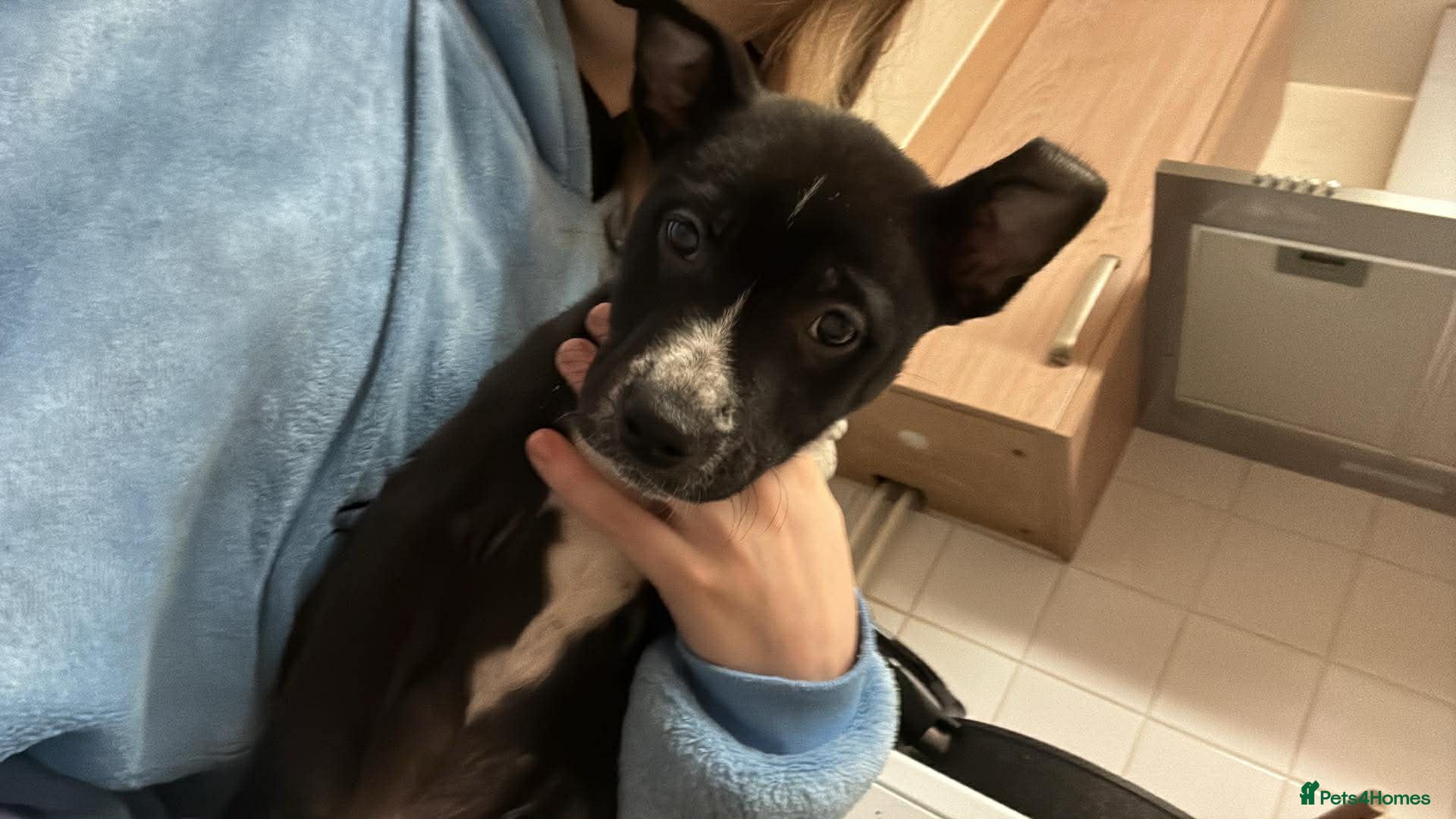 Mixed Breed dogs Duke  - Advert 1