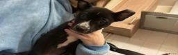 Mixed Breed dogs for sale: Duke  - Advert 1