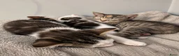 Mixed Breed cats for sale: 🐾 6 Beautiful Tabby x British Shorthair Kittens - Advert 2