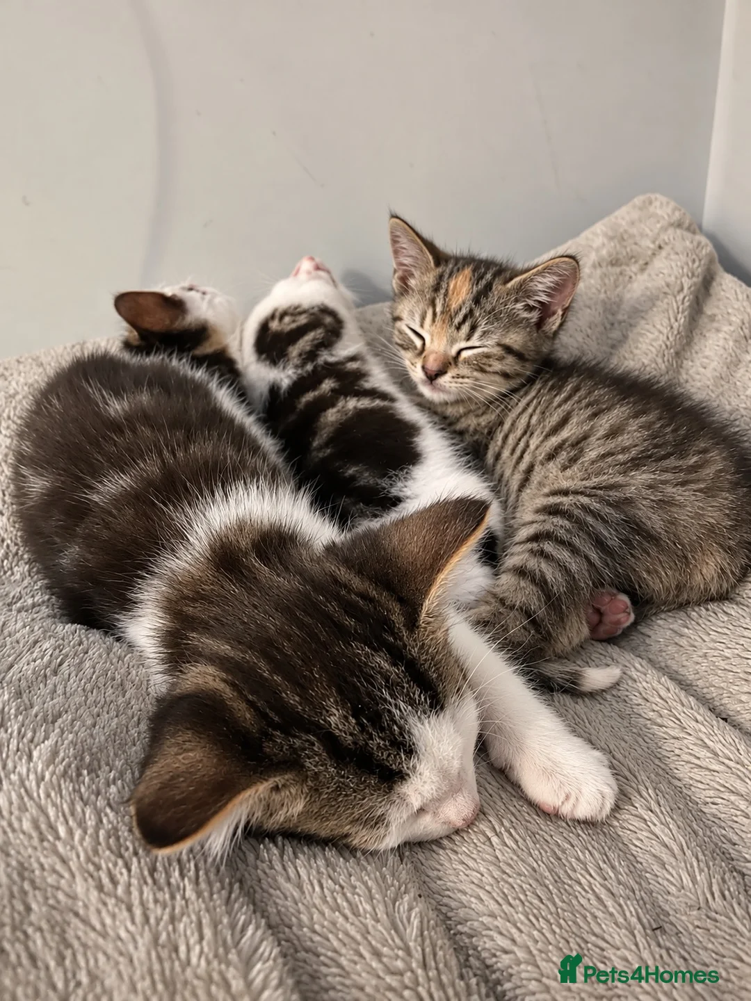 Mixed Breed cats for sale: 🐾 6 Beautiful Tabby x British Shorthair Kittens - Advert 2