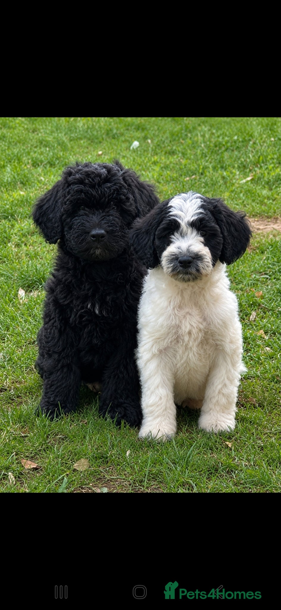 Sproodle dogs Hybrid spoodled - Advert 12