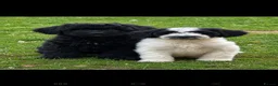 Sproodle dogs for sale: Hybrid spoodled - Advert 1