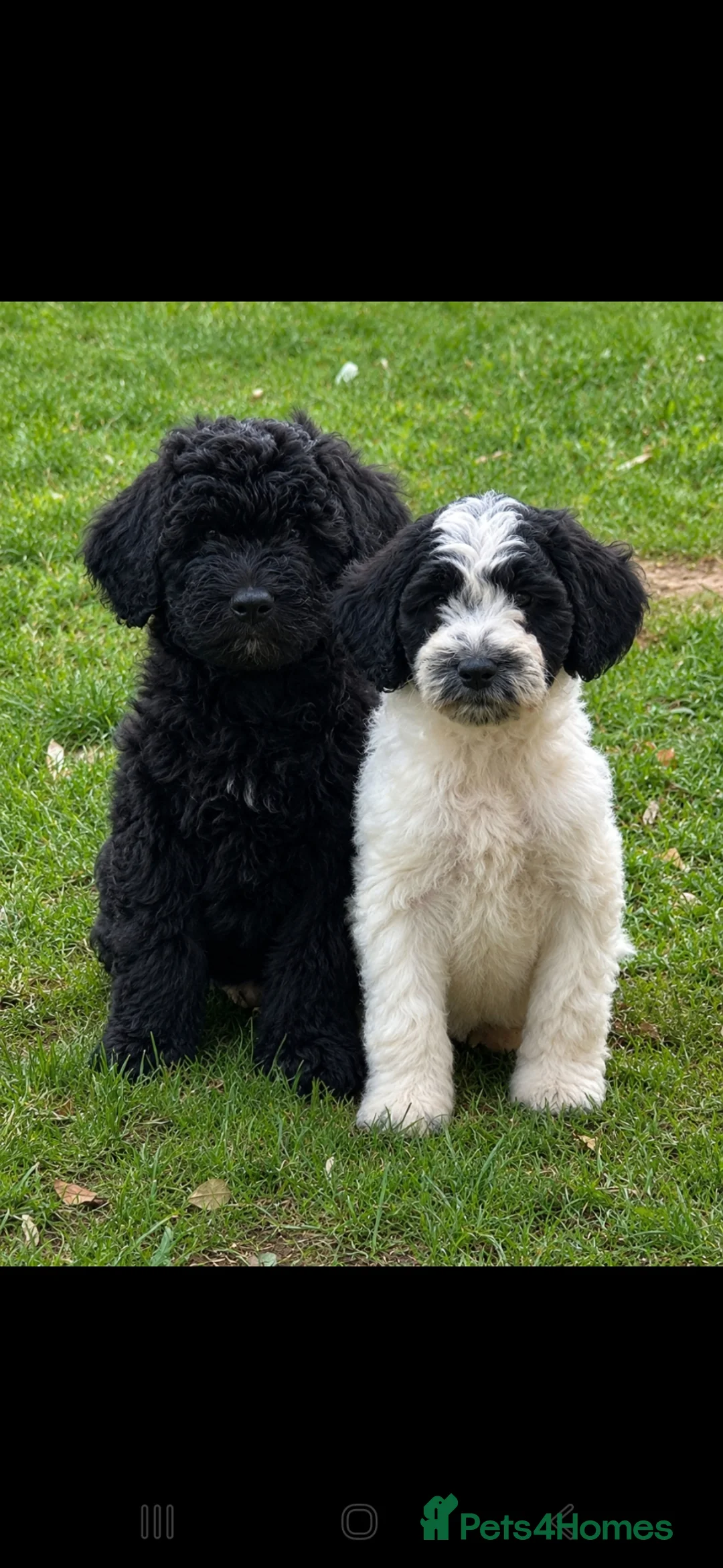 Sproodle dogs for sale: Hybrid spoodled - Advert 1