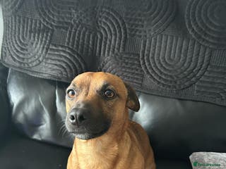 Jack Russell dogs Rusty stunning Jack Russell available for Stud in Sheffield - Advert 1