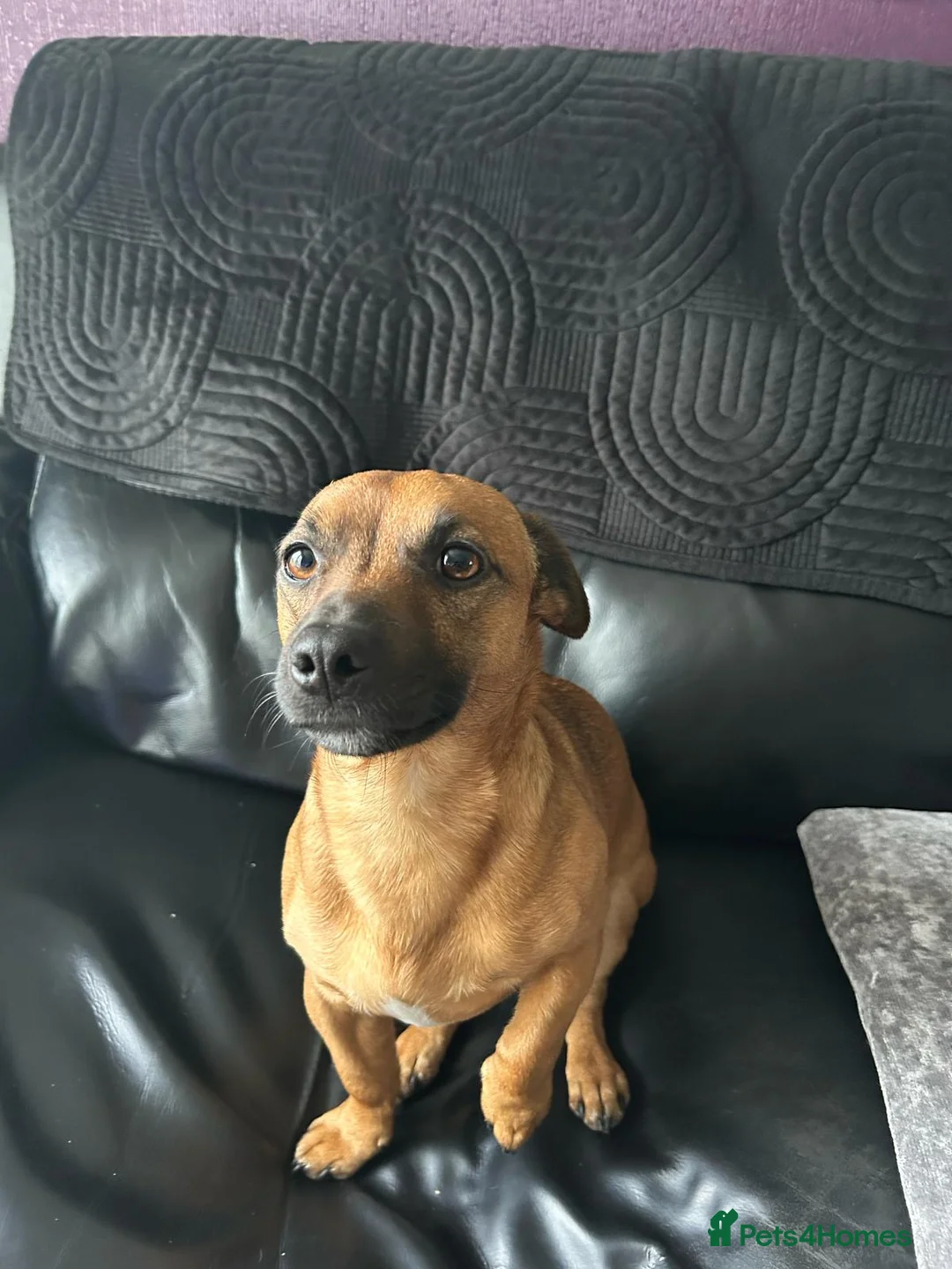 Jack Russell dogs for stud: Rusty stunning Jack Russell available for Stud in Sheffield - Advert 1