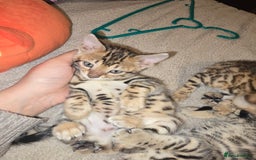 Bengal cats for sale: Bengal Kittens  - Image 11